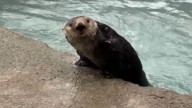 Cincinnati Zoo welcomes Southern sea otters for the first time