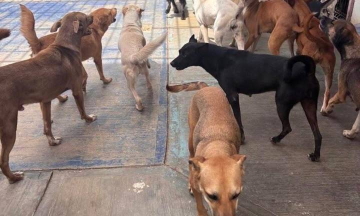 Felipe Carrillo Puerto refuerza la estrategia para controlar la fauna urbana