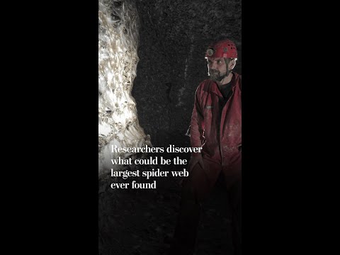 Researchers discover what could be largest spider web ever found