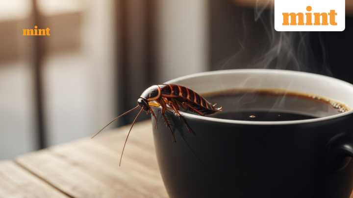 Cockroach coffee goes viral among youngsters: ‘Not as disgusting as I thought’