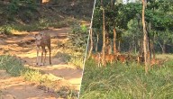 Video Of Deer In Debrigarh Sanctuary Goes Viral