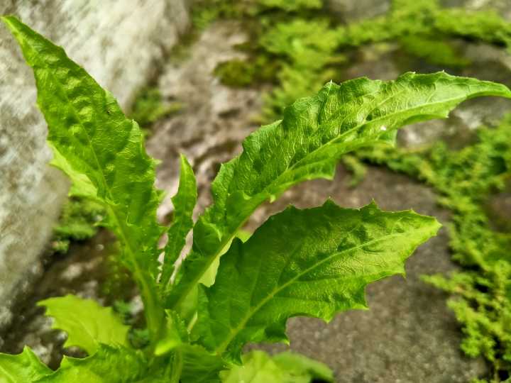 Cuáles son las propiedades curativas del epazote