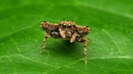 Forest’s Smallest Guardian: The Malenadu Spider And The Magic Of Unnoticed Life