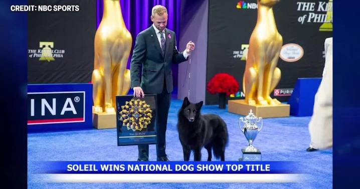 Belgian sheepdog Soleil named best in show at National Dog Show