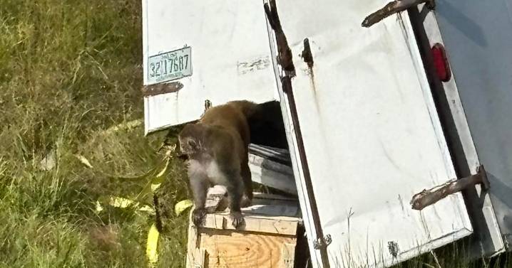 Mom Who Shot Escaped Monkey Dead Claims She Was Protecting Kids