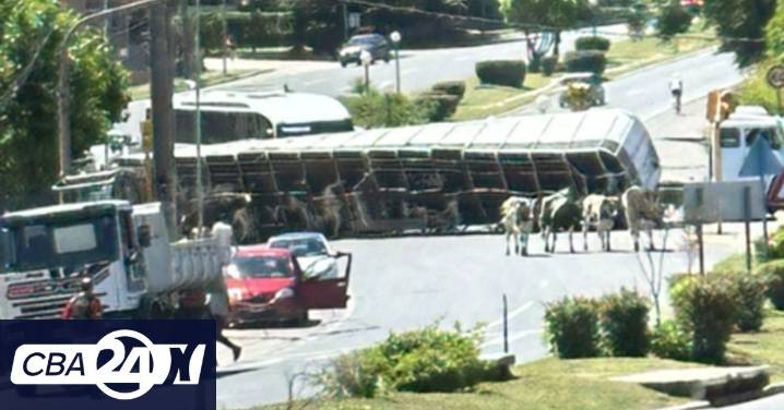 Interior de Córdoba: vacas fuera de control tras el vuelco de un camión jaula en Ruta 38