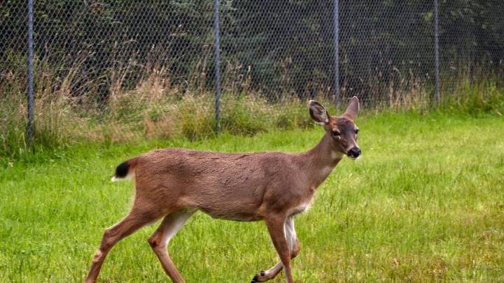 Becker County Food Pantry Encourages Hunters to Donate Extra Deer Through Venison Program