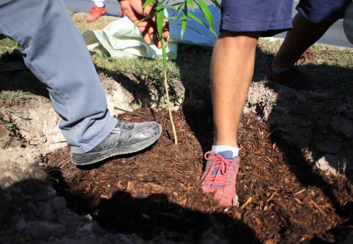 Cancún: Arborización urbana, brindará respiro a Villas Otoch Paraíso