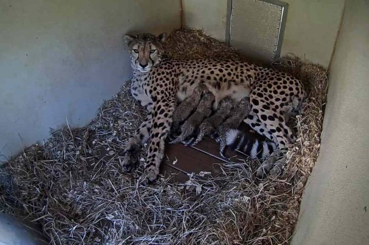 Cheetah Mom Gives Birth to 4 Cubs at the National Zoo During Government Shutdown