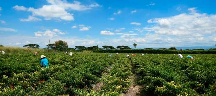 El agro necesita norte