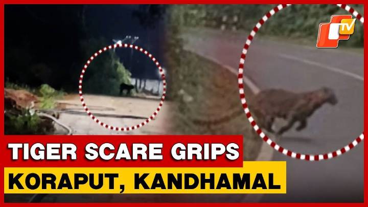Viral ‘Tiger’ Videos Trigger Fear In Odisha’s Koraput And Kandhamal