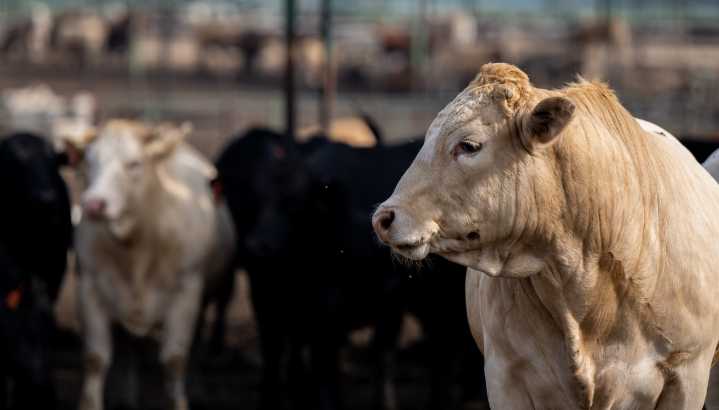 ‘Climate smart’ beef? After a lawsuit, Tyson agrees to drop the label.