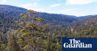 Researchers say real impact of deforestation being hidden in Australia’s official figures by ‘sleight of hand’
