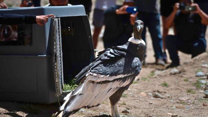 Un cóndor andino hallado herido en una casa de Tunuyán se recuperó y fue liberado