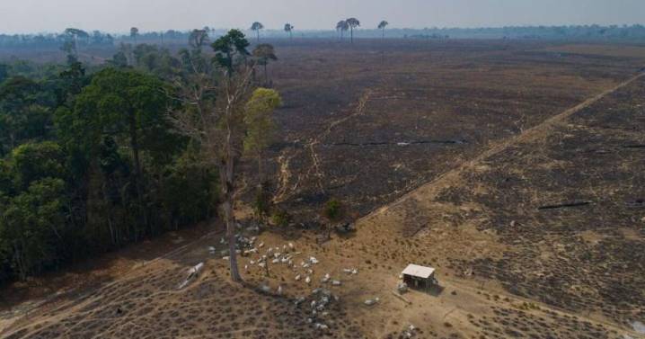 Brazilian state’s push to track cattle is key to slowing deforestation