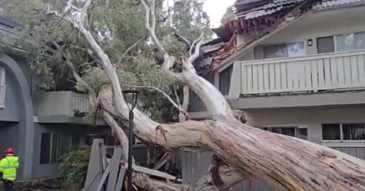 Fallen tree displaces Thousand Oaks apartment building residents