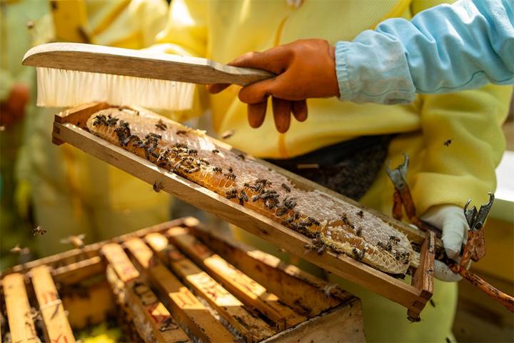 SENA Casanare impulsa el crecimiento del sector apícola en Yopal