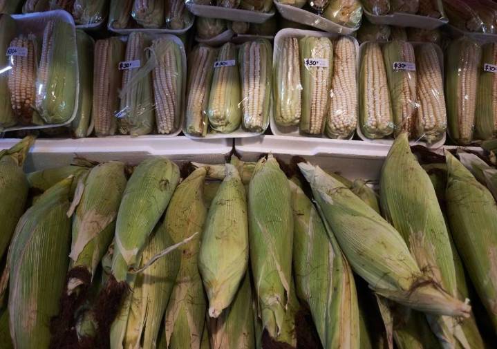 Prevén bajo impacto en Coahuila por paro nacional de maiceros