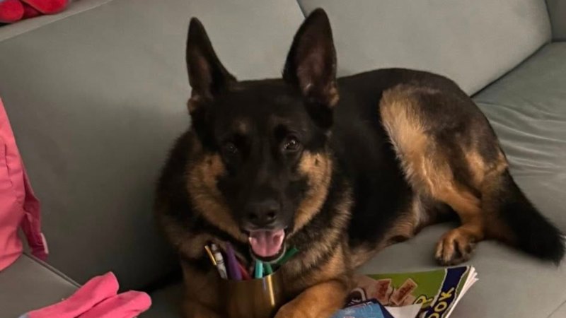 The grey backstreet of Brisbane’s Fortitude Valley where Arnie the missing dog was found dead in his owner Nathan McKeown’s black ute