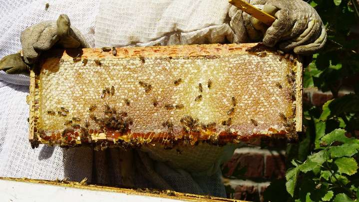 Buzzing success: UofL’s beekeeping intern's passion promotes sustainability