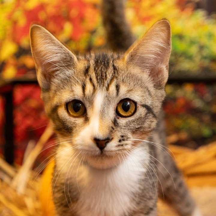 Pets of the Week: Brussel Sprout and Malory are ready for adoption