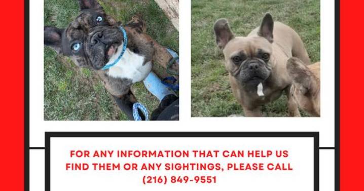 Desperate owner pleads for safe return of two French Bulldogs