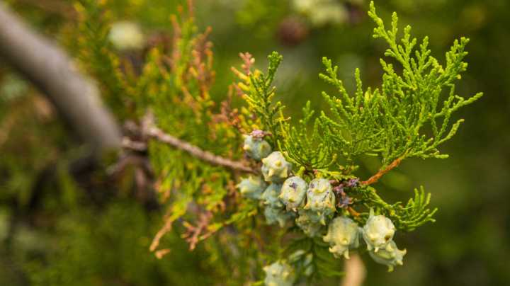 10 Beautiful Companion Plants That Grow Well With False Cypress
