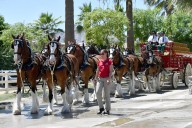 East Texas Holiday Magic: Clydesdales at Wonderland of Lights