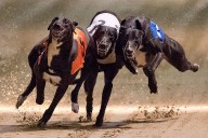 Greyhound racing is on its last lap