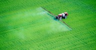 EPA Is Embracing PFAS Pesticides. These Are The Health Risks
