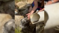 Georgia Rescuer Shocked After Uncovering Two Secret Residents Inside A Drain Pipe