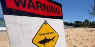 No swimming advised at Kauai beach after shark sighting