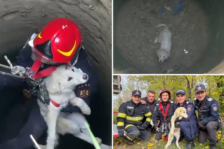 Emergency team rescues puppy in Romania after falling into well