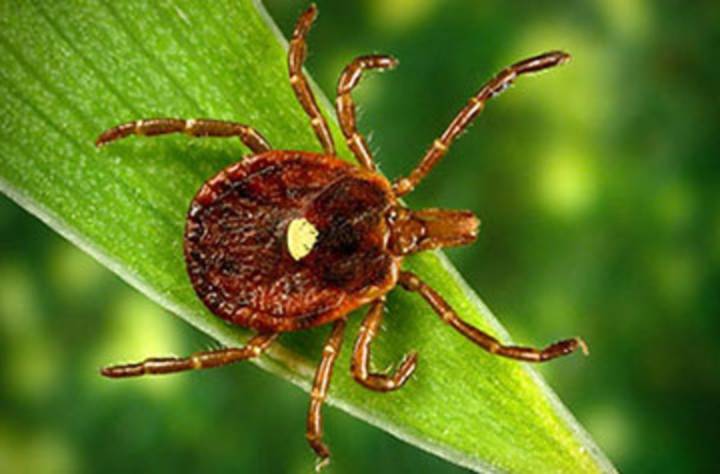 First fatality from ‘meat allergy’ spread by ticks confirmed in N.J. man’s sudden death