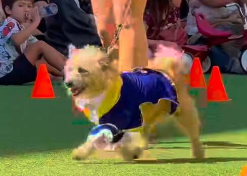 TOMORROW: Dogs to Strut in Costumes at Runway Playa Vista’s Annual Howl’o’ween Paw’rade