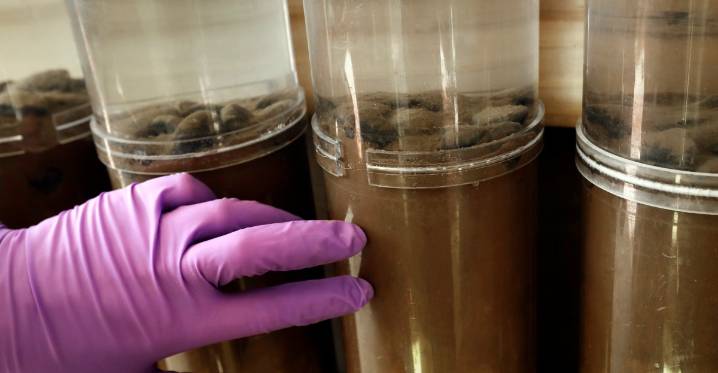 How deep-sea mining could threaten a vital ocean food source