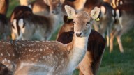 What Is a Group of Deer Called? More Names Than Simply 'Herd'