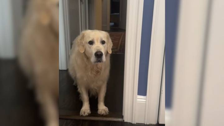 Golden Retriever From New York Climbs Four Flights Of Stairs And The Reason Will Make You Laugh
