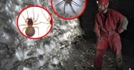 Encuentran  una telaraña gigante en Grecia  y Albania,  habitada  por más de 110.000 arañas