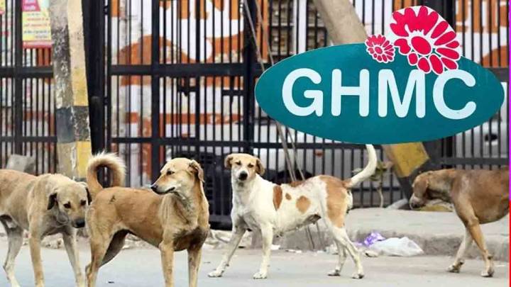 GHMC Starts Removal Of Stray Dogs From Government Hospitals