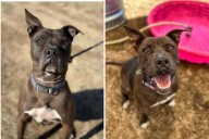 Dog in Shelter 852 Days, but Staff Say He Still Has ‘So Much’ Love To Give