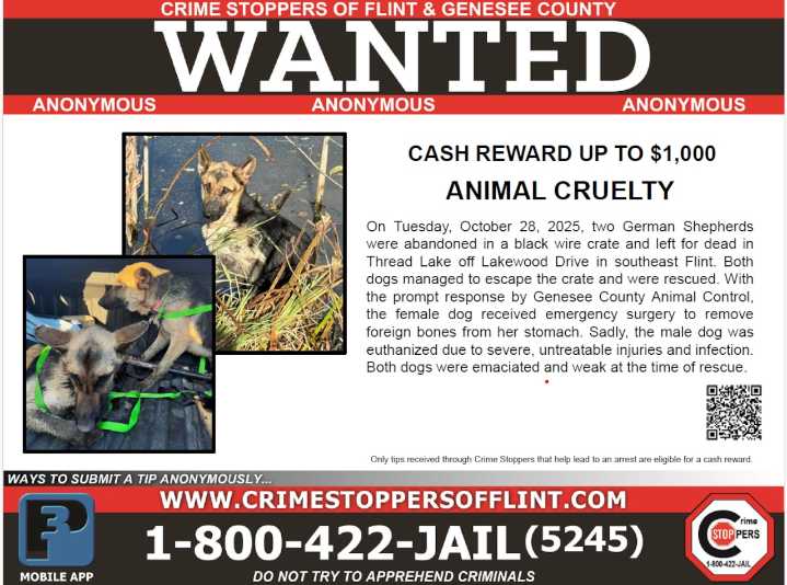 Dogs found abandoned in Flint lake, Crime Stoppers seeks tips