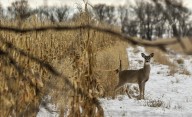 The perfect alignment of Halloween treats, corn harvest and deer hunting