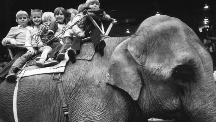 Photos look back at Hadi Shrine Circus' visits to Evansville