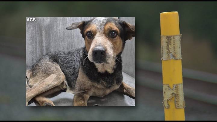 Friends ask public to help save dog after owner fatally struck by train
