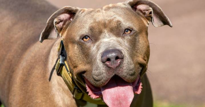 XL Bully ripped hijab off mum in horror attack – but owner skips jail 