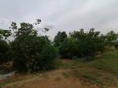 Liderazgo Académico en Políticas Climáticas Agrícolas: adaptación al cambio climático