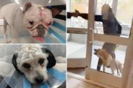 NYC pit bulls attack 3 pups over several months, leaving pet owners in fear