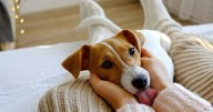 Qué significa que tu perro apoye la cabeza sobre vos: la explicación de los expertos