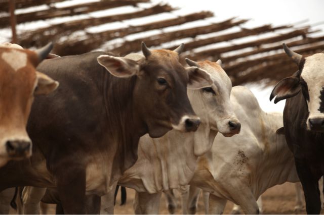 Arancel de 25% a ganado mexicano pondría en riesgo a productores del norte